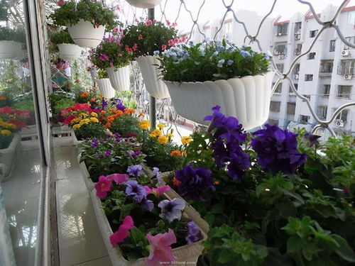 常见的6种花卉,栽培时,选择花盆有技巧,适合用 小盆 来