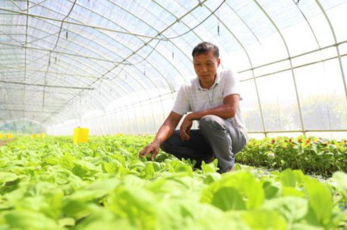 绿叶菜卖每斤25元,客户源源不断增加 上海这个蔬菜种植基地有何 魔力