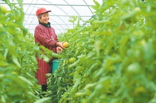 温县抱团种蔬菜创业效益高