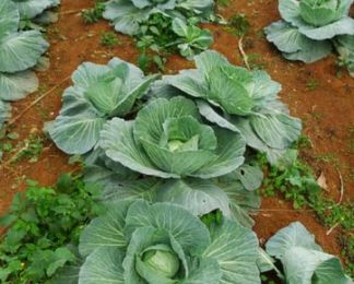 蔬菜种植 卷心菜如何育苗 育苗期该如何管理
