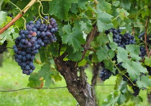 葡萄种植 品种 价格 土流网